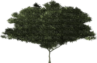 bush-tree-plant - gratis png