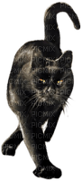 gato   negro  dubravka4 - png gratuito