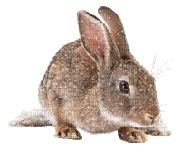 rabbit - Bezmaksas animēts GIF