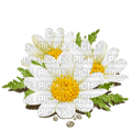 chamomiles - GIF animado grátis