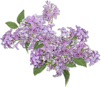 Lilac Flowers - GIF animé gratuit