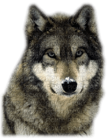 Wolf,deko, animation, gif Pelageya - gratis png