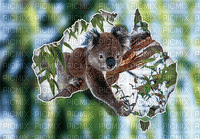 Australia animals koala bp - Nemokamas animacinis gif