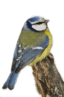 Vogel, Blaumeise, Bird - δωρεάν png