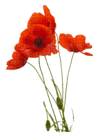 flores amapolas dubravka4 - PNG gratuit