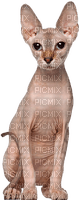sphinx cat - png gratis