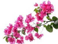 kwiaty - PNG gratuit