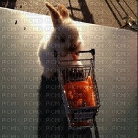eastern bunny - zadarmo png