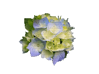 hortensias - Gratis geanimeerde GIF