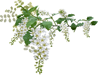 Rama de Hojas verdes y flores blancas...gif - 無料のアニメーション GIF