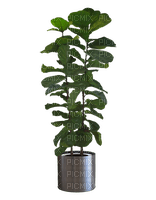Plante - безплатен png
