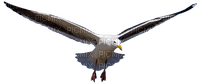 Seagull.White.Gray.Black - PNG gratuit