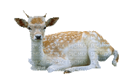 ciervo - GIF animado grátis