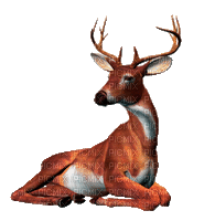 cerf animaux - Безплатен анимиран GIF