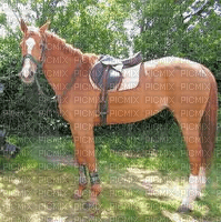 cheval a monter - Free PNG