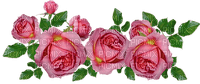 kukka fleur flower rose ruusu - darmowe png