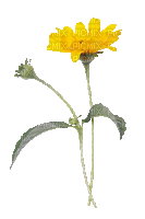 fleur jaune.Cheyenne63 - Бесплатни анимирани ГИФ