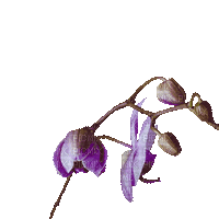 Цветок, анимация - Zdarma animovaný GIF