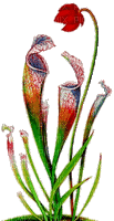 Flowers red bp - Darmowy animowany GIF