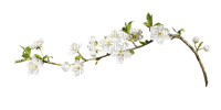 twig with flowers - darmowe png