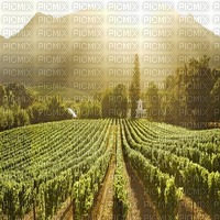 fond vineyard bp - png gratis