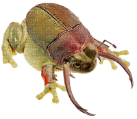 beetle frog - zadarmo png