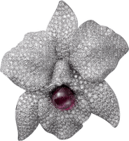 Orchid - Bogusia - Free PNG