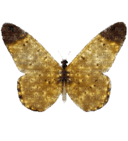 vintage butterfly - Besplatni animirani GIF