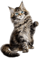 charmille _ animaux _ chat - δωρεάν png