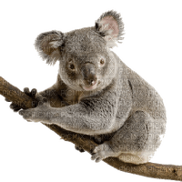 Australia animals koala bp - 免费PNG