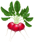 Kaz_Creations Vegetables - png gratuito