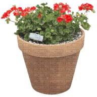 Blumentopf - png gratis