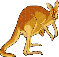 kangourou - Δωρεάν κινούμενο GIF