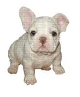 bulldog - 免费PNG