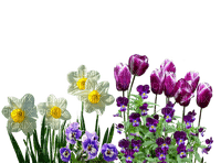 Fleurs - δωρεάν png