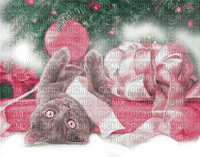 Y.A.M._New year Christmas cat - zadarmo png