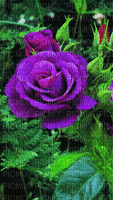 Rosas - GIF animado grátis