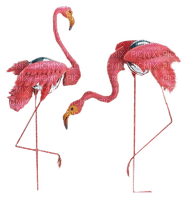 Kaz_Creations Birds Bird Pink Flamingos - bezmaksas png