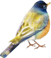Bird Blue Yellow Orange - Bogusia - bezmaksas png