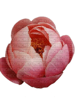 peony flower - Free PNG