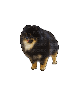 Pomeranian - Animovaný GIF zadarmo