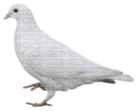 Dove - Free PNG