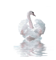 swan rox - png ฟรี