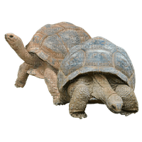 tortoise - png gratis