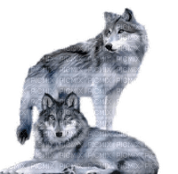 az loup wolf animaux animal - безплатен png