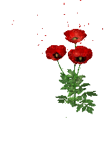 Цветок, анимация - Darmowy animowany GIF