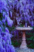 WISTERIA GARDEN - Free PNG