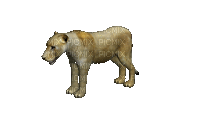 Lioness - Безплатен анимиран GIF