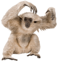 Gibbon baby - png grátis