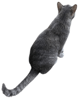 Gray grey cat - Free PNG